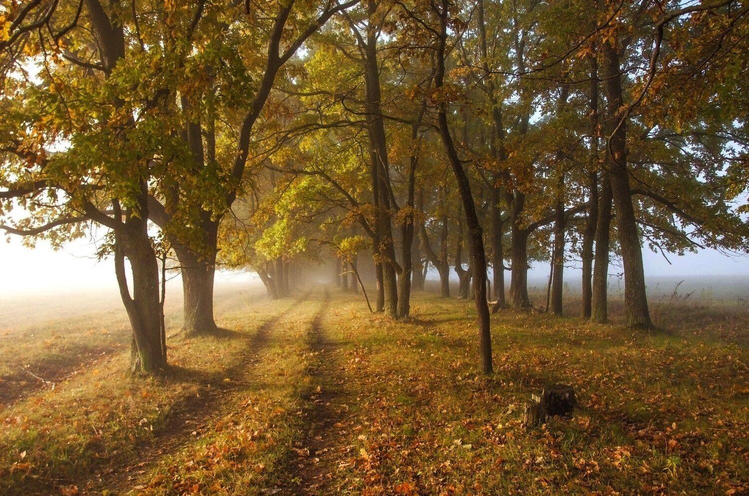 , Макеев Алексей