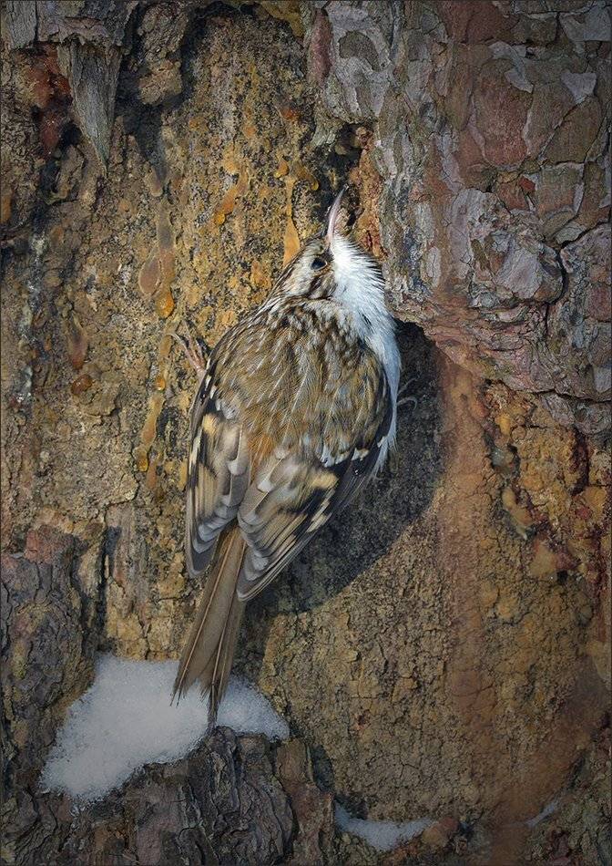пищуха, Андрей Медведев
