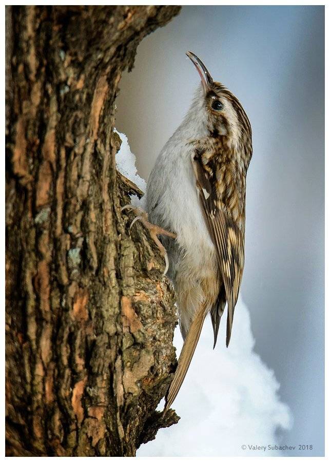 , Валерий Субачев