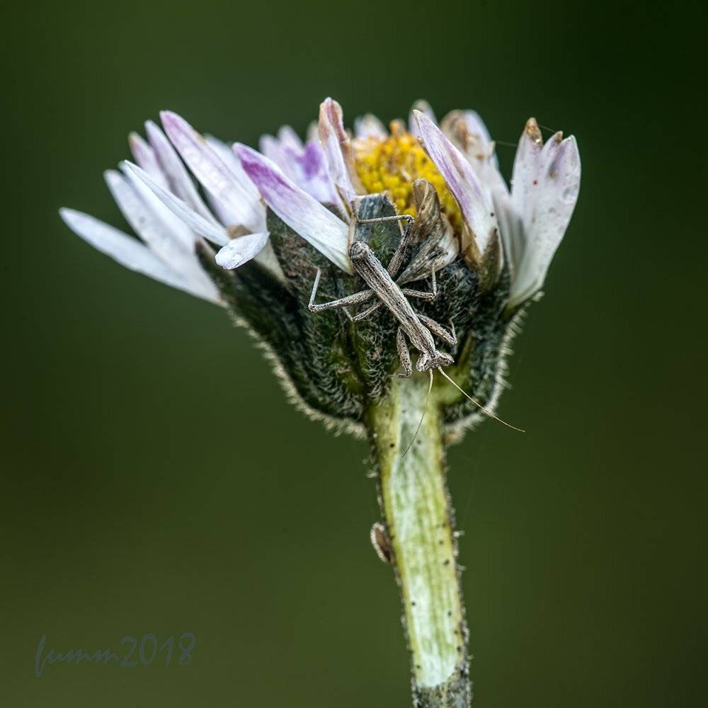 , Игорь ФУММ