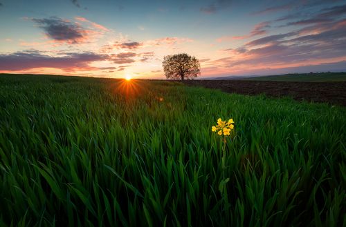 Lonely flower and a tree in a green field of grass