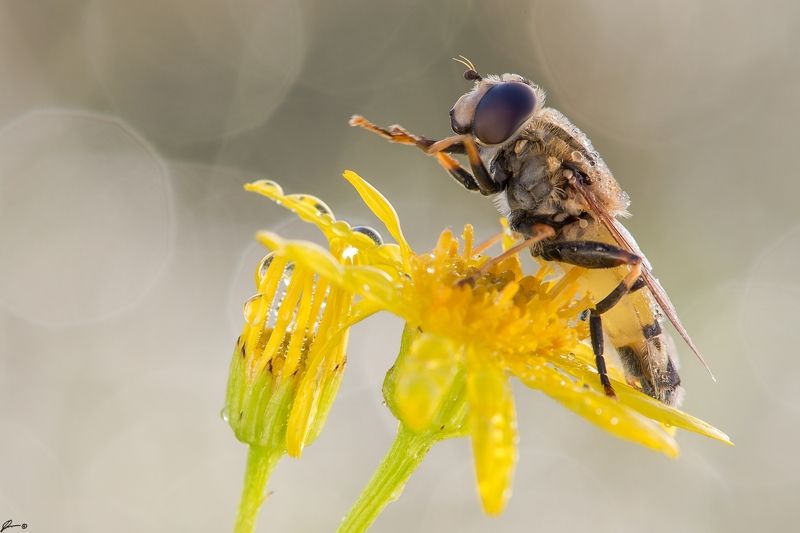 macro, makro, flowers, wild, wildlife, insect, nature ... фото превью