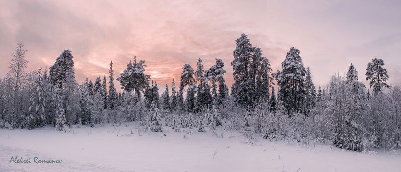 закат, север, природа, лес, вечер На исходе дня фото превью