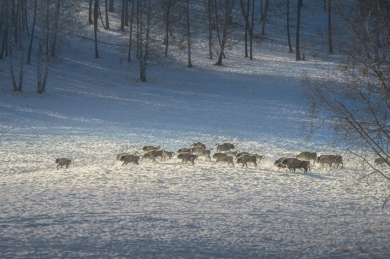 Зубры, Горный Алтай. фото превью