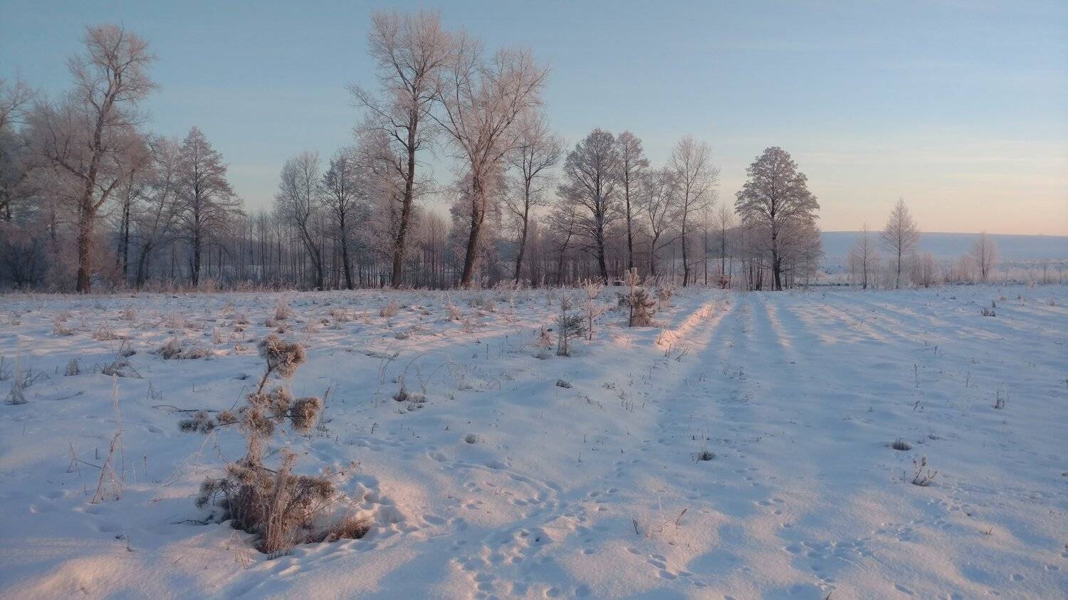 , Николай Шахманцир