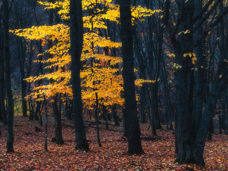 В лесах Карачаево-черкесии фото превью