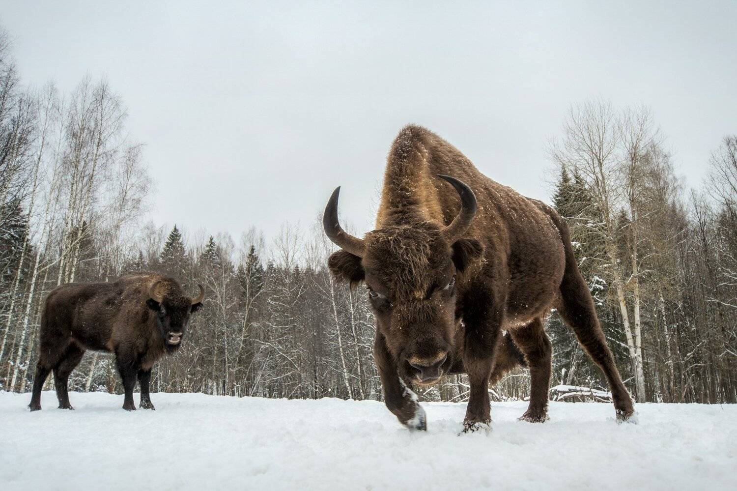 зубр, Mashin Rostislav