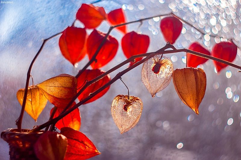 Солнечный физалис. фото превью