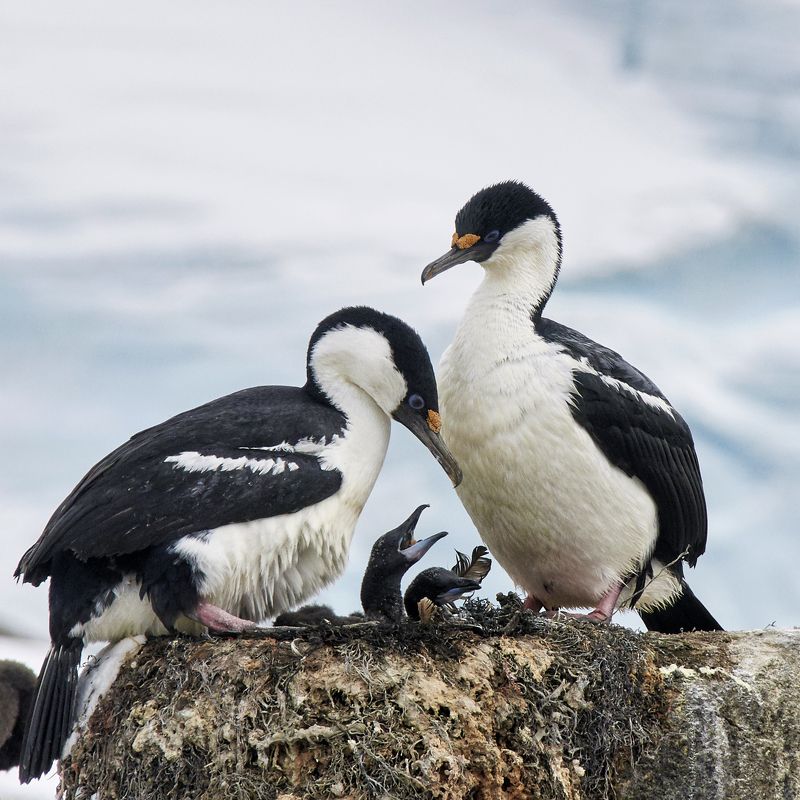 птицы, антарктида, птенцы, пингвины, гагары, гнездо, снег, кормление Время птенцов фото превью