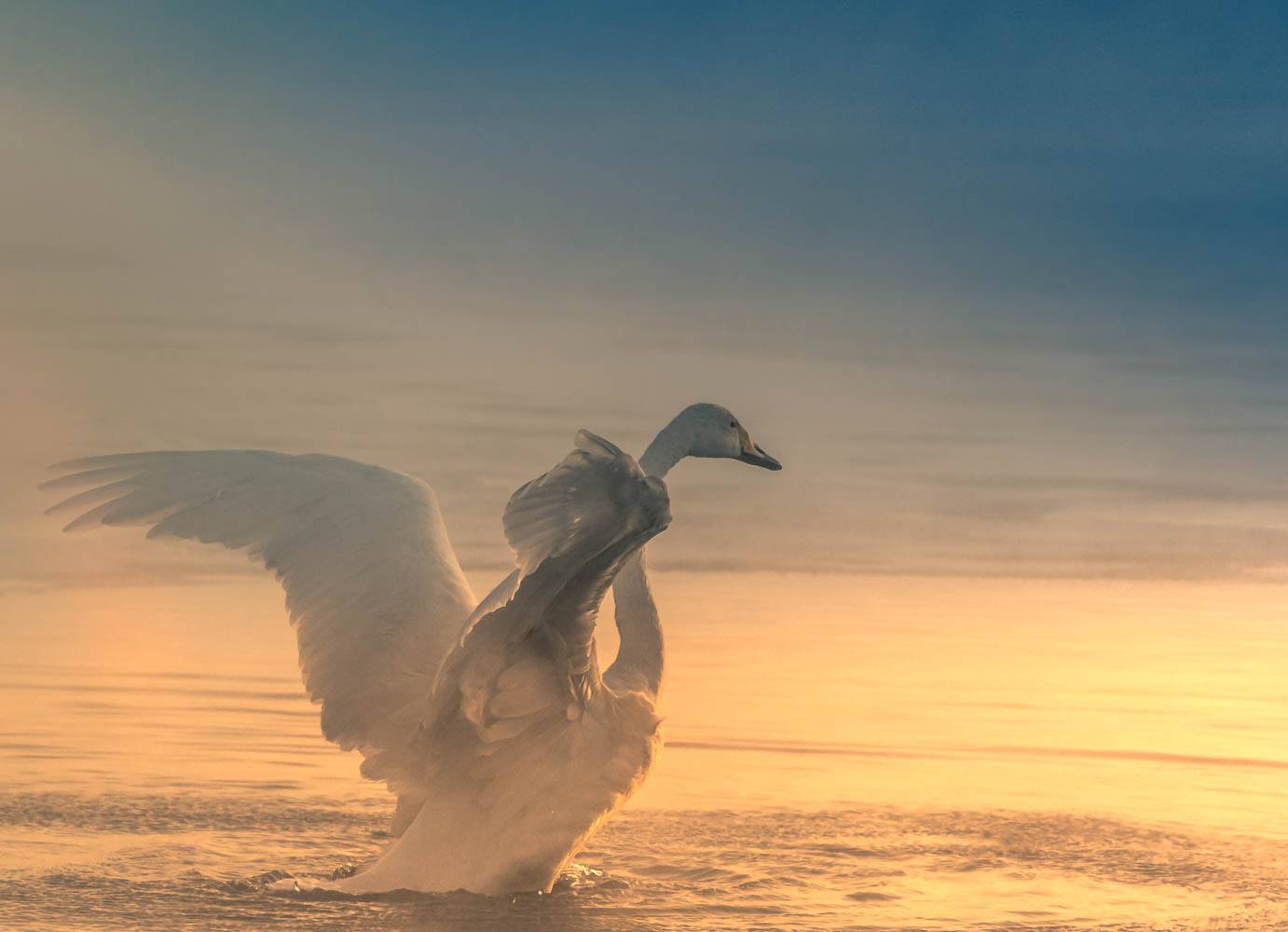 2018, зима, январь, Лебедь, утро, рассвет, холодно, мороз, -36&deg;С, Дмитрий Дубиковский
