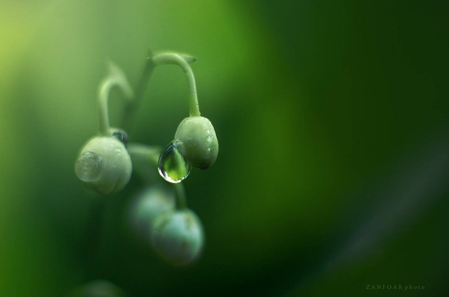 утренняя роса,утро, роса, капля, макро, детали, природа, зеленый, лилия долины, zanfoar, чешская республика, чехияnikon d7000, богема,czech republic, Zanfoar