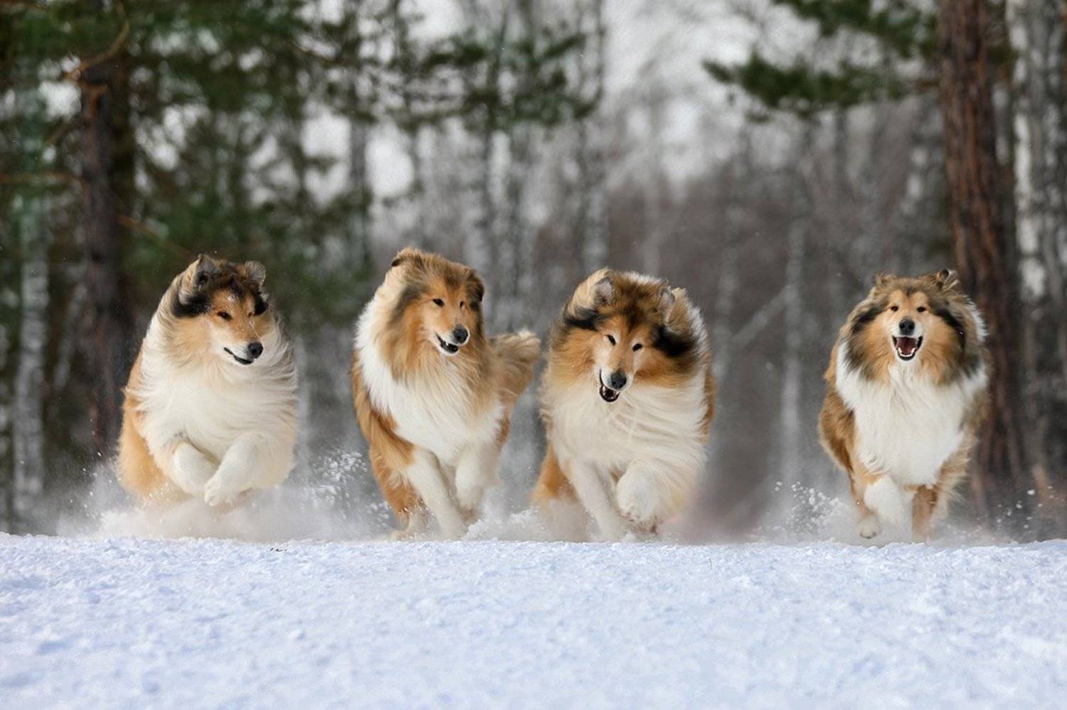 , Андрей Ершов