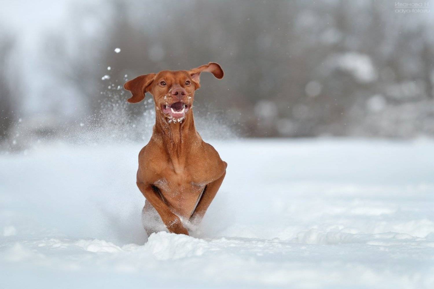 , Надежда Иванова