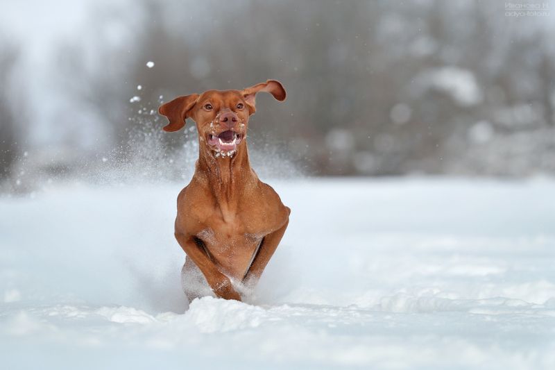 *** фото превью