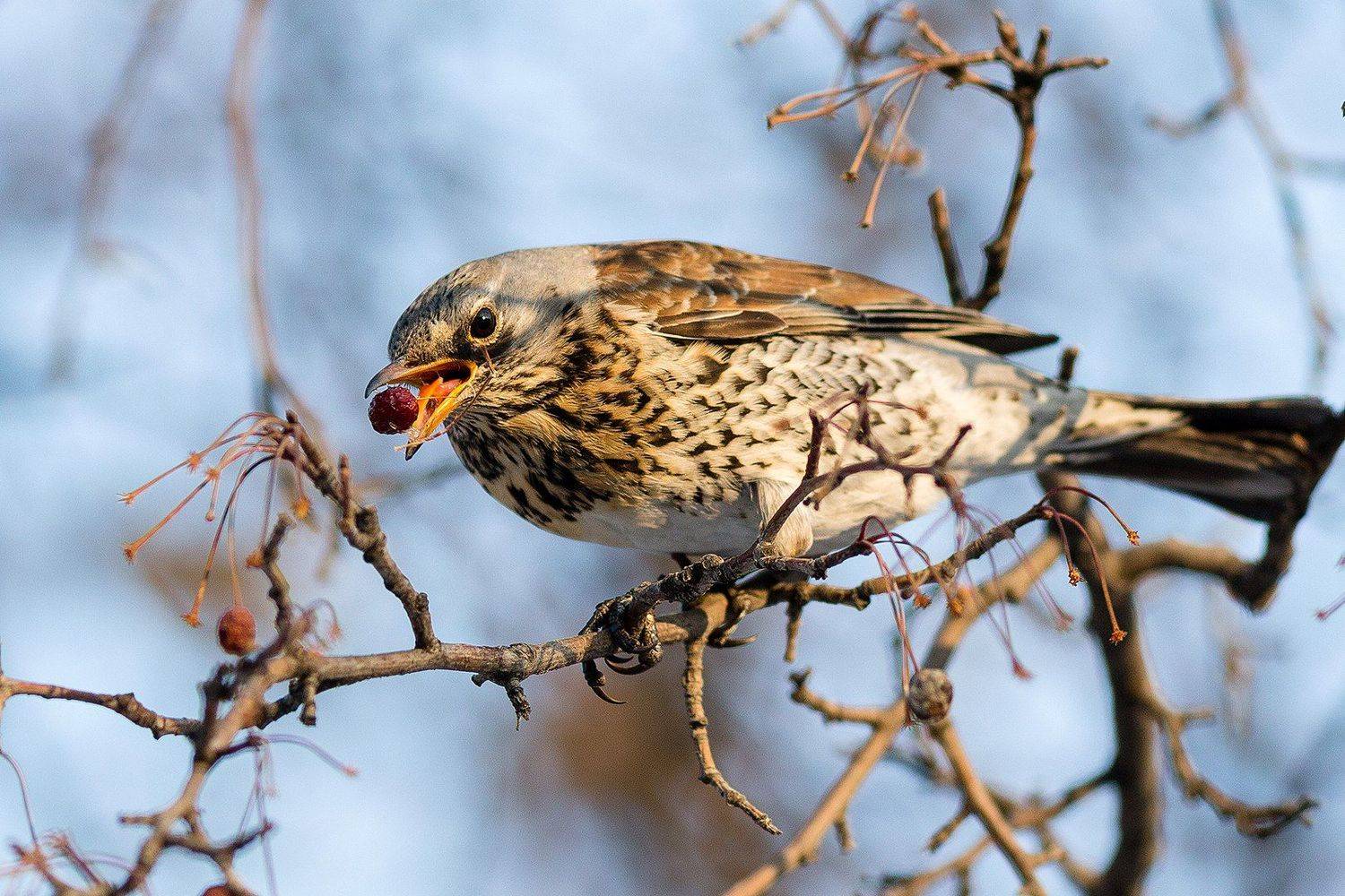 , Сосновских Вячеслав