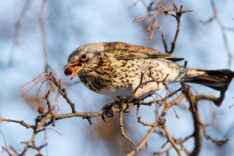 Дрозд рябинник фото превью