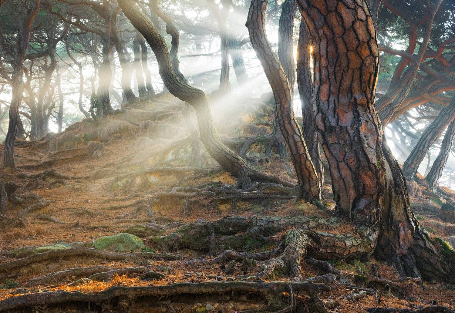 in the woods, rays, light, roots, tree trunk, korea, Jaeyoun Ryu
