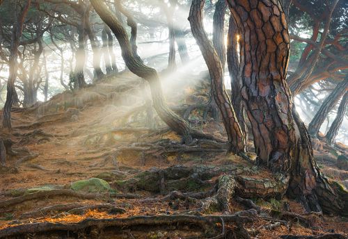 Sacred Pine Trees