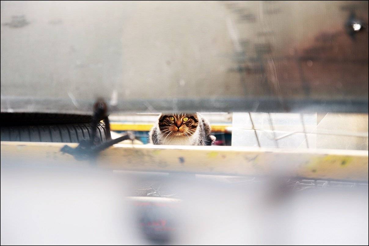 , Krzysztof Trojanowski