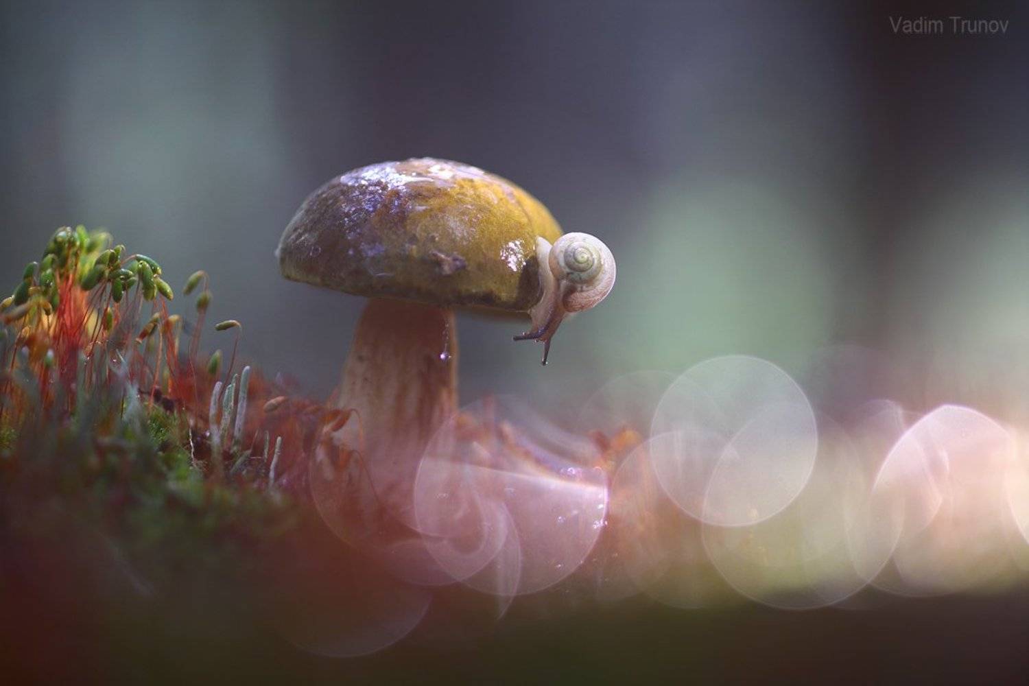 , Вадим Трунов