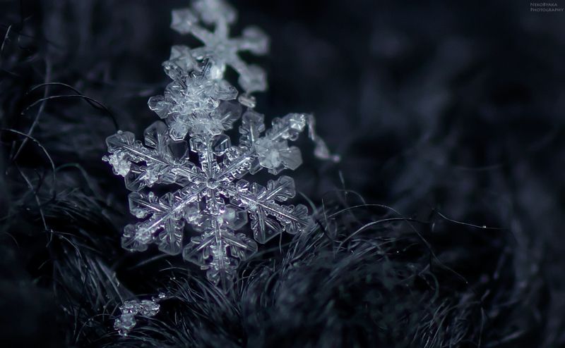 макро, природа, снег, снежинки, зима,macro, nature, snow, snowflakes, winter снежинки фото превью