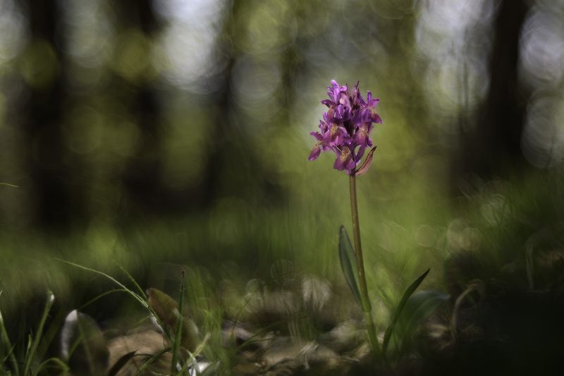O.Sambucina фото превью