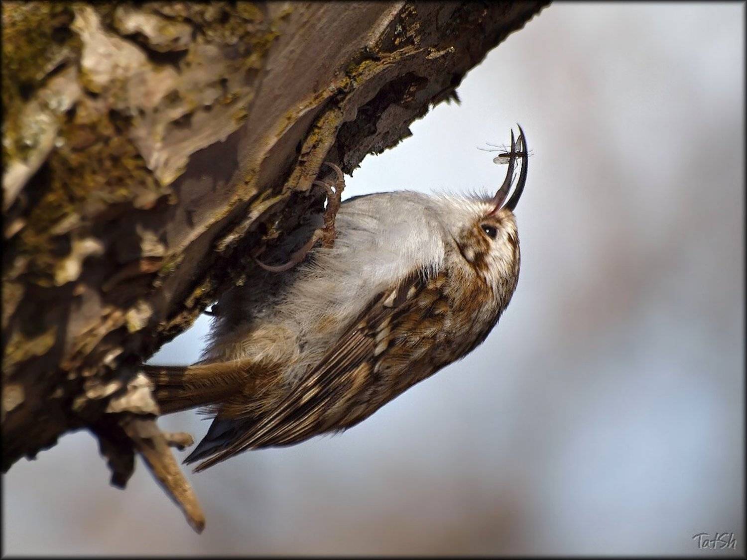 certhia familiaris, апрель, битца, битцевский лесопарк, весна, москва, обыкновенная пищуха, пищуха, природа, птицы, птицы россии, Шипилова Татьяна