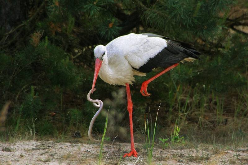 Stork and Viper фото превью