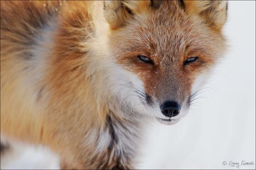 Я тебя насквозь вижу