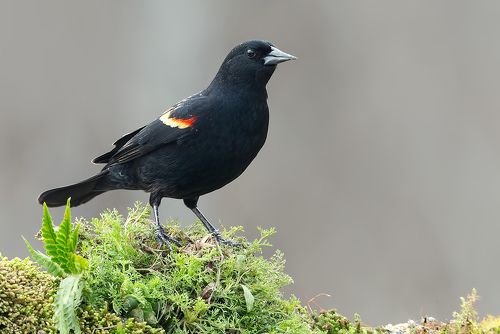 Красноплечий чёрный трупиал - Red-winged Blackbird