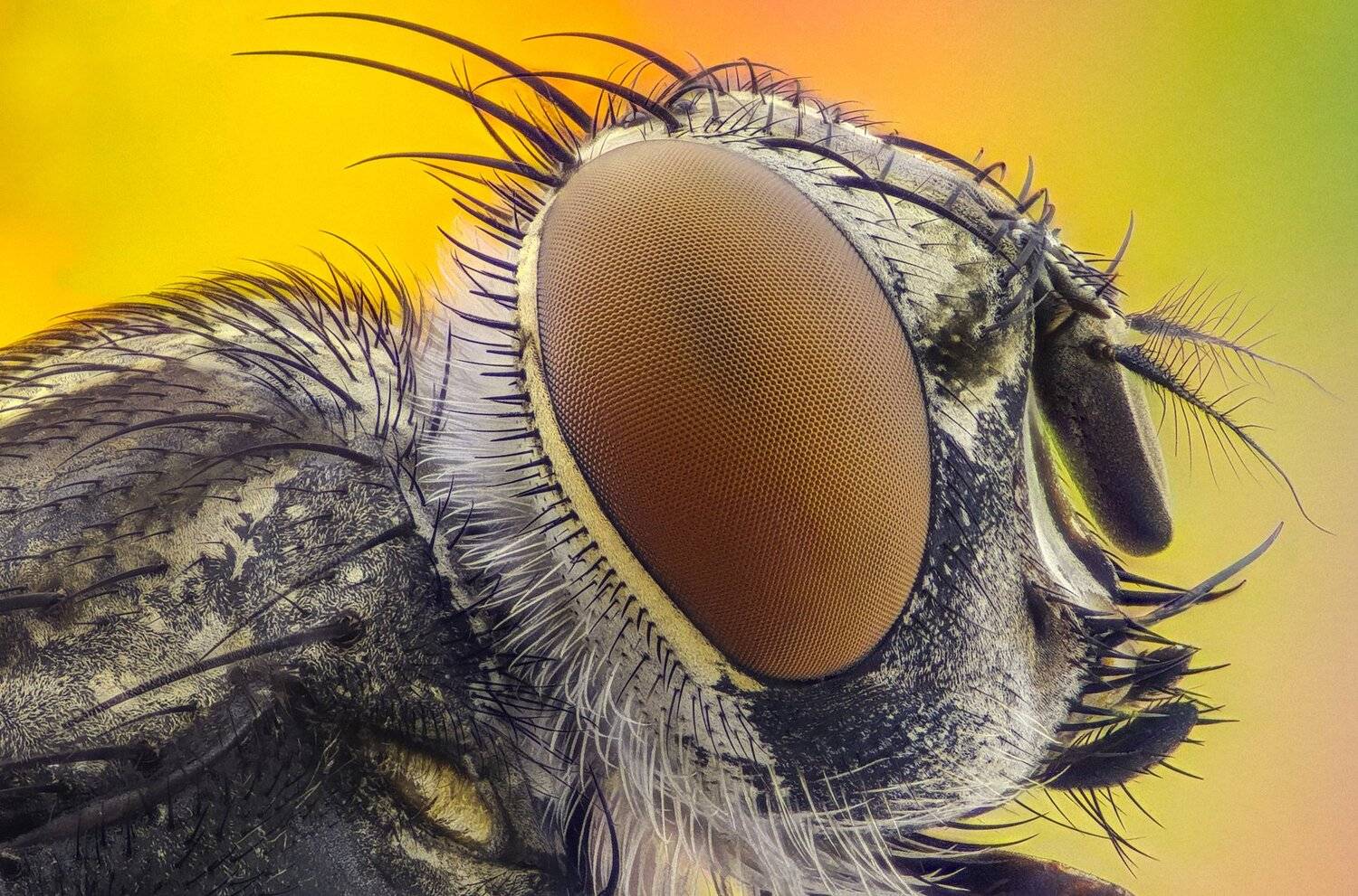 ceclii, macro, extrememacro, Tsvetan Ganev