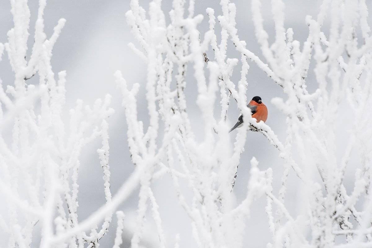 , Александр Абросимов