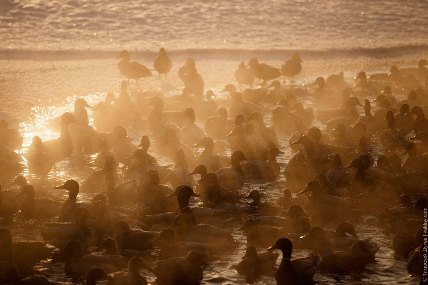 , Тимофей Шутов