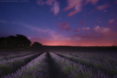 Ночная лаванда (фототур в Прованс)