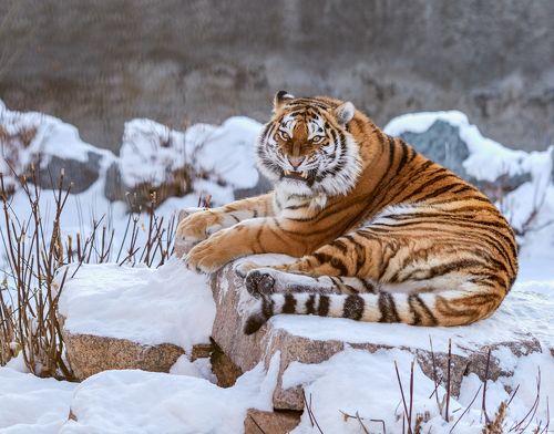 Амурская тигрица