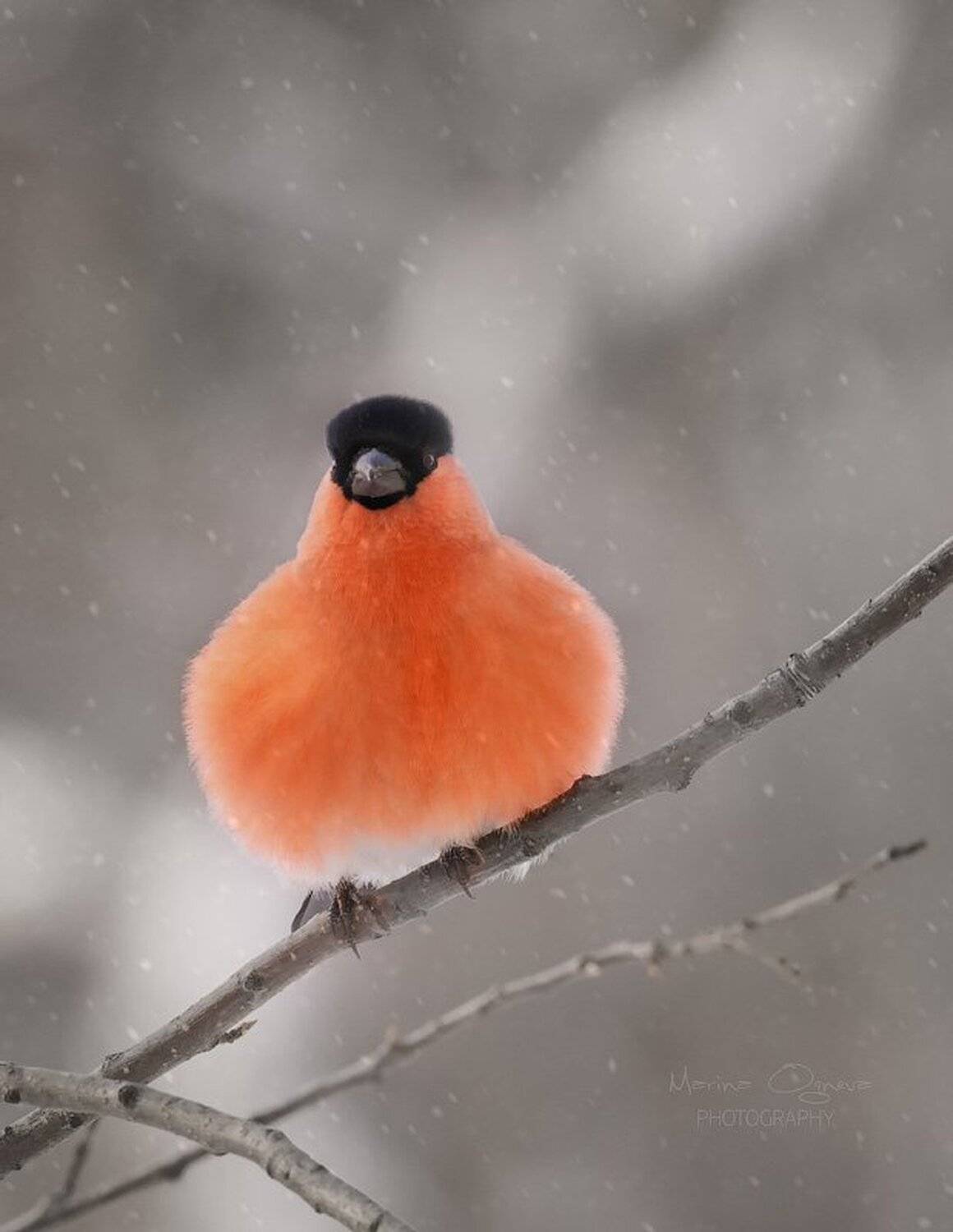 снегирь, bullfinch, Марина Огнева