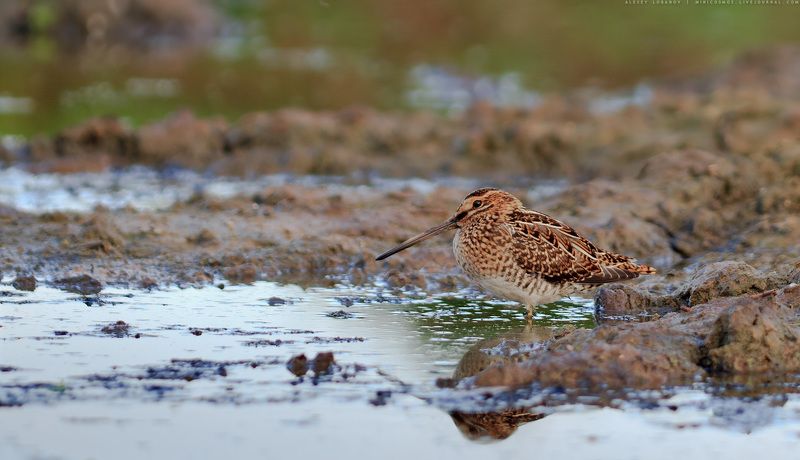 Бекас фото превью