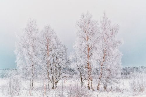 Зимнее безмолвие