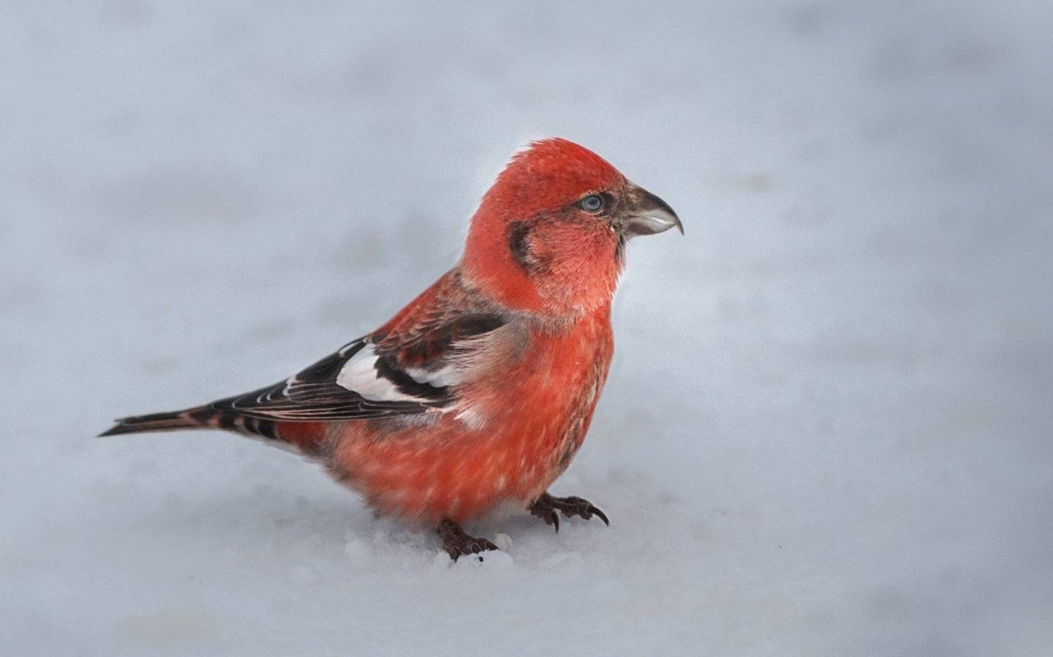 птицы,север,печора,коми,анималистика,клёст,клесты,природа,фауна,, Игорь Триер