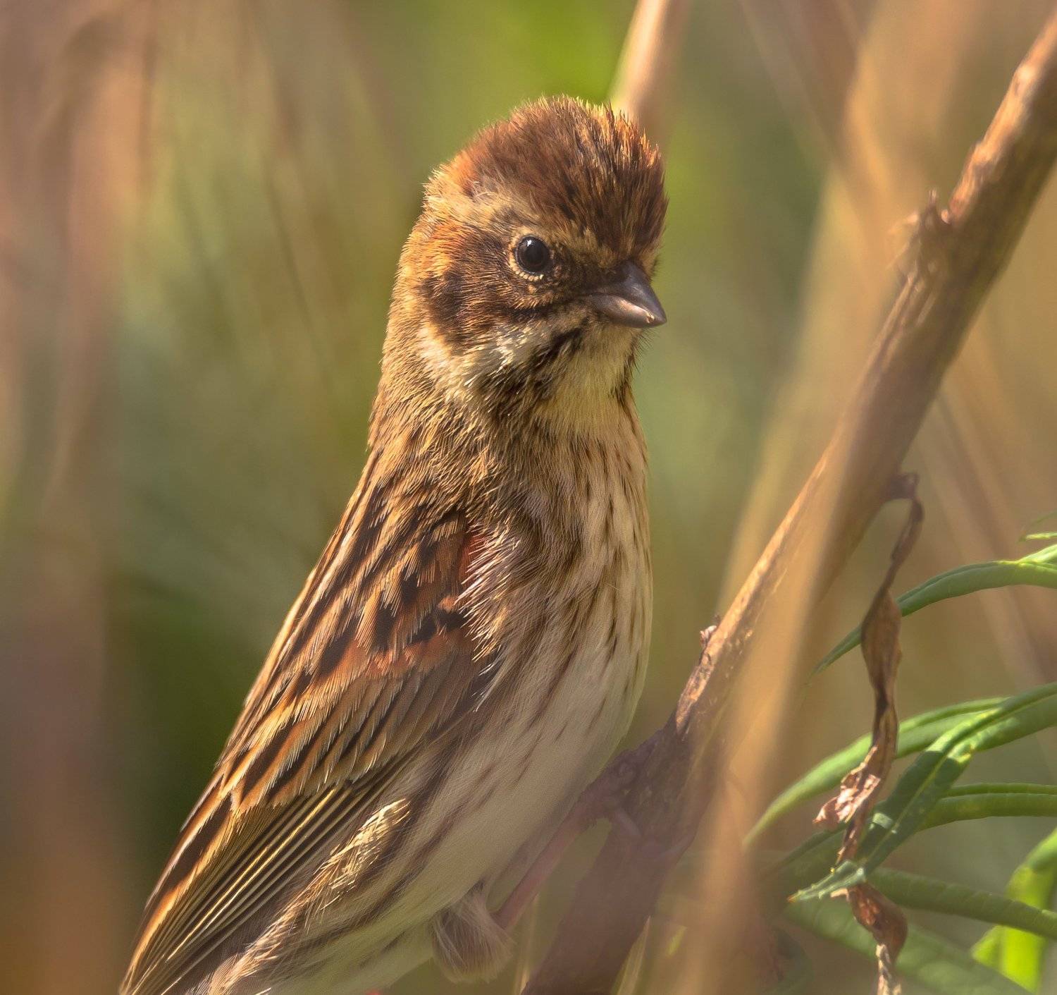 тростниковая овсянка, портрет птицы, emberiza schoeniclus, камышник, дикаяприрода, нарские пруды, nikon7000, sigma150600, естественная среда обитания, май, весна, Ксения Соварцева