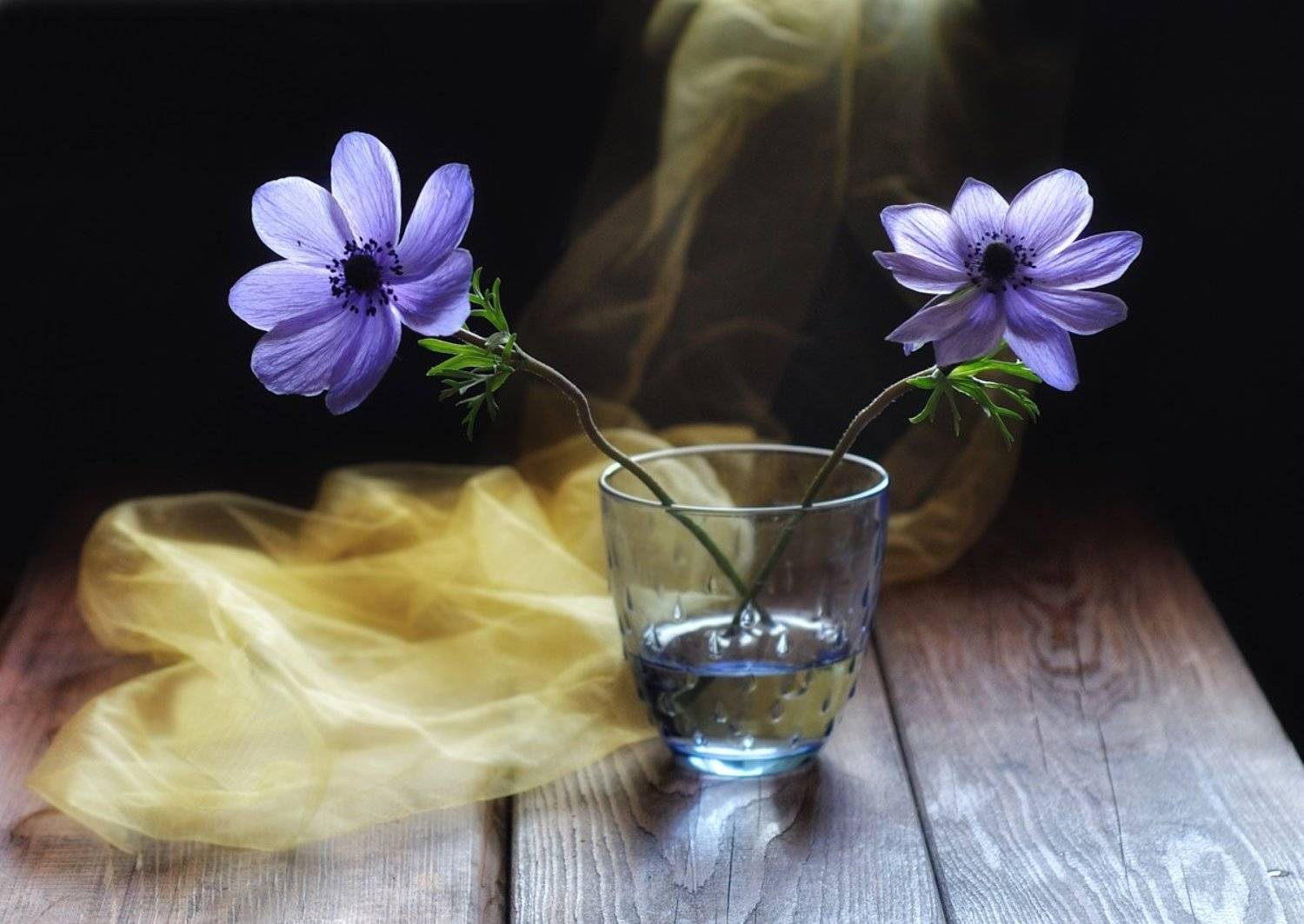 натюрморт,анемоны, Наталия