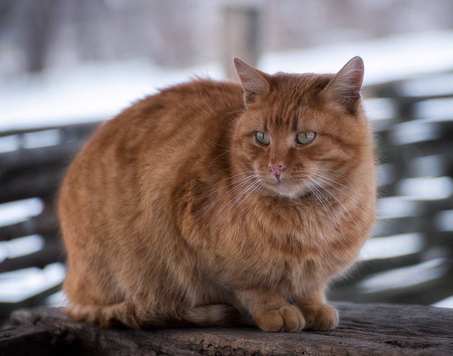 , Юрий Юрьев