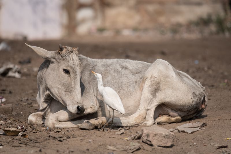 Дружба фото превью