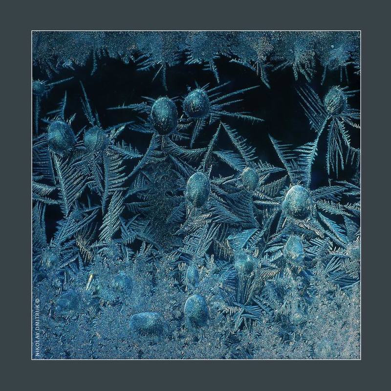 макро, мороз, музыка морозный чертополох. 2018 фото превью