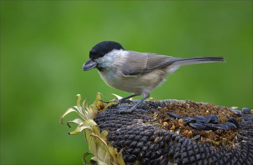 Повезло, так повезло...