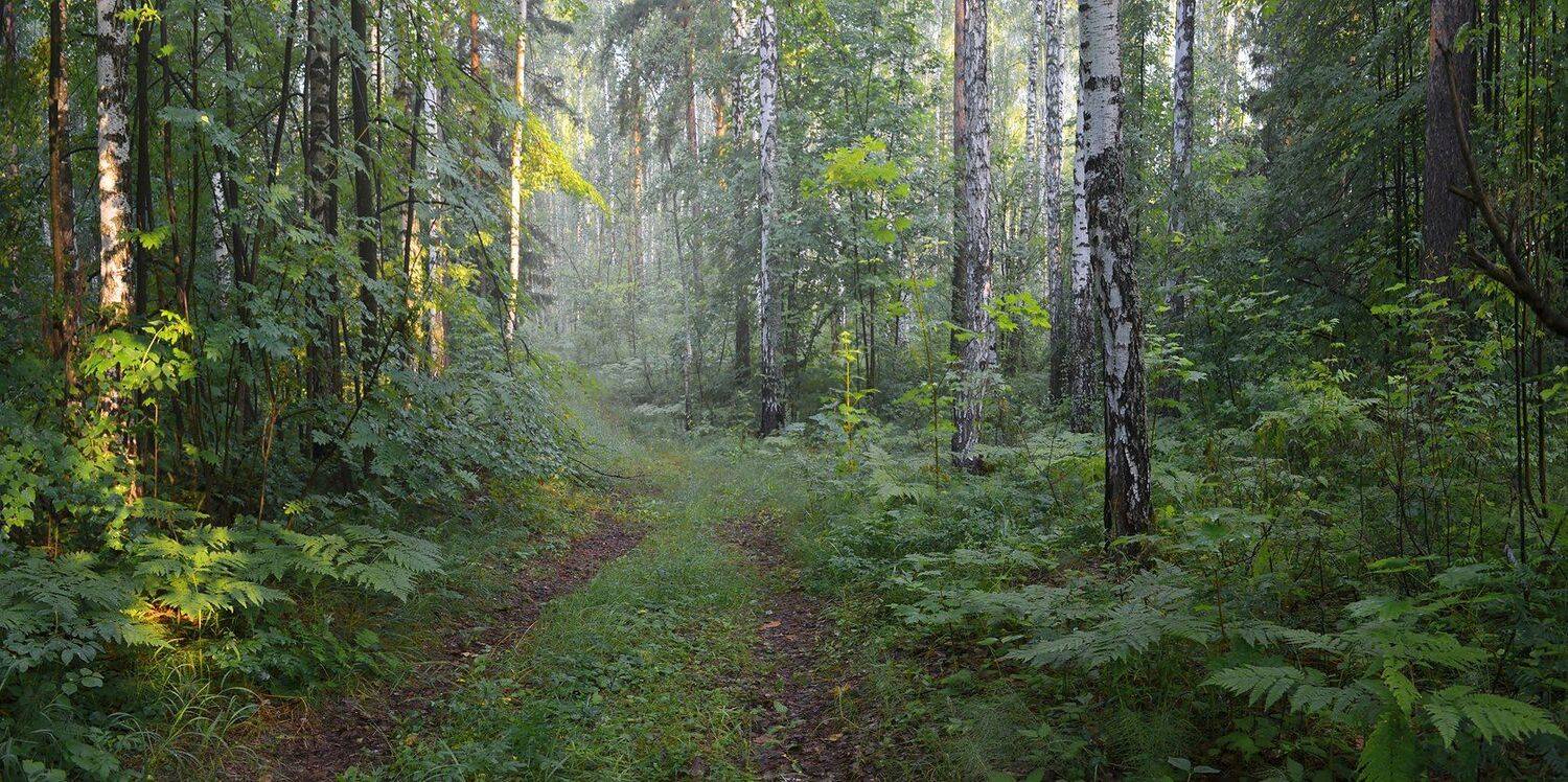 лес, туман, дорога, солнечное утро, июнь, Irina Shapronova