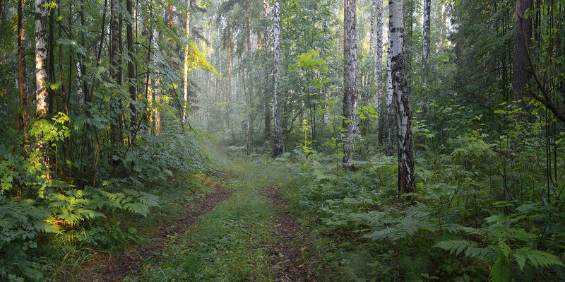 лес, туман, дорога, солнечное утро, июнь Июньское утро фото превью