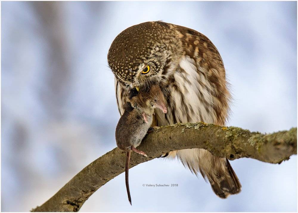, Валерий Субачев