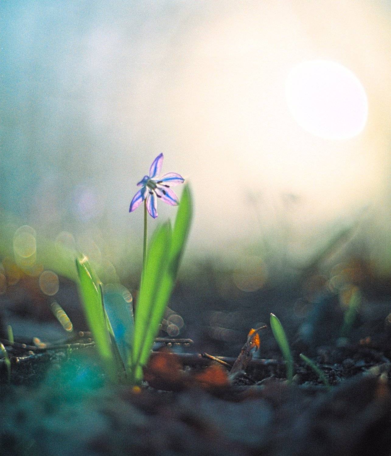 Пленка Макро Весна Цветы Россия Синий, Михаил Землянский