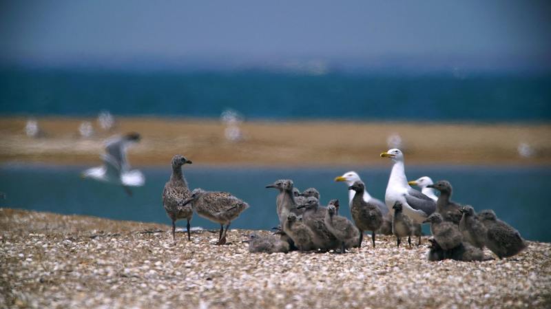 Family фото превью